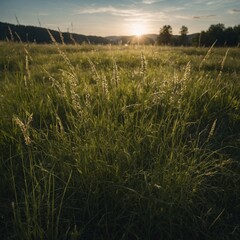 A meadow where the grass hums softly with the wind.
