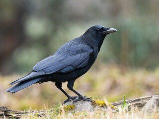 Fototapeta premium Rabenkrähe&nbsp;(Corvus corone)