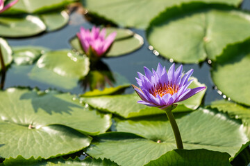 water lily in the pond