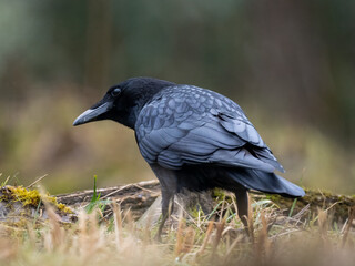 Obraz premium Rabenkrähe&nbsp;(Corvus corone)