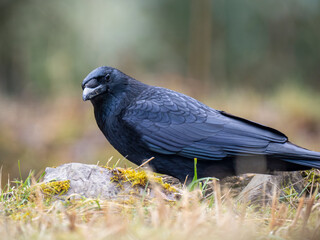 Rabenkrähe (Corvus corone)