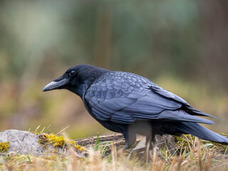 Obraz premium Rabenkrähe&nbsp;(Corvus corone)
