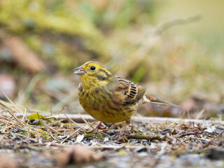 Goldammer (Emberiza citrinella)