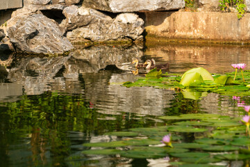 Naklejka premium water lily in the pond