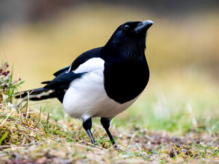 Obraz premium Elster (Pica pica)