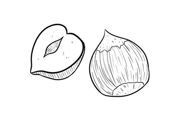 hazelnut digital illustration drawing isolated