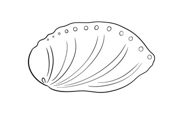 abalone digital illustration drawing isolated