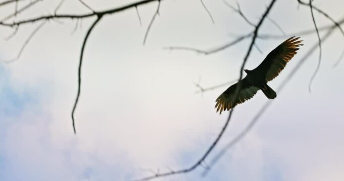 Black Vulture bird, flock of vultures flying in a sky