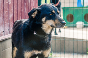 Dogs in animal shelter waiting for adoption. Homeless dogs in animal shelter cage.