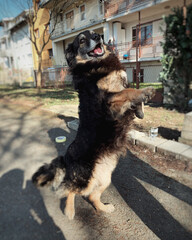 Dog on the street standing on his hind legs