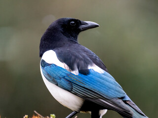 Elster (Pica pica)
