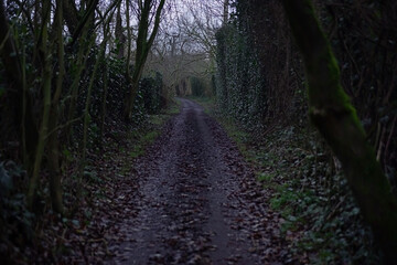 Fototapeta premium Autumn road surrounded by trees near dusk
