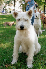 white dog in park on walk with its owner. walking and training of pets during daytime. beautiful white shepherd or Schnauzer on the background of green lawn in a public park. dog friendly, animal care