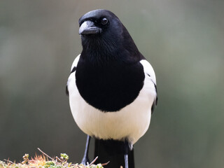 Elster (Pica pica)