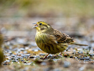 Goldammer (Emberiza citrinella)