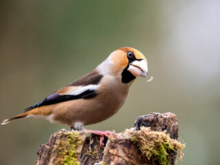 Kernbeißer (Coccothraustes coccothraustes)