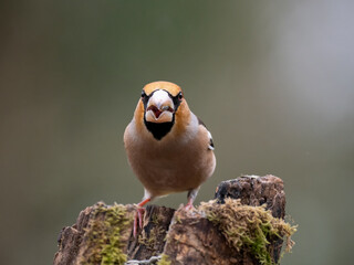 Kernbeißer (Coccothraustes coccothraustes)