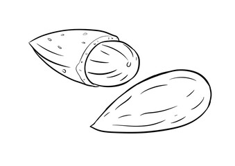 almond digital illustration drawing isolated