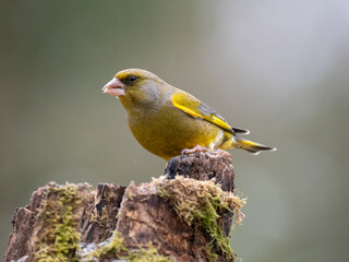 Gr&uuml;nfink&nbsp;(Chloris chloris)