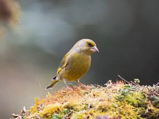 Grünfink (Chloris chloris)