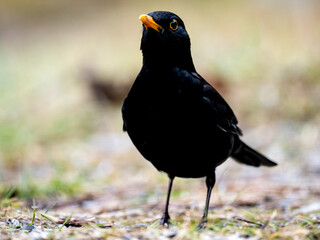 Amsel (Turdus merula)