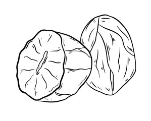 nutmeg digital illustration drawing isolated