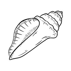 sea shell digital illustration drawing isolated