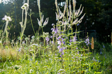 Natural perennial garden with Culver's Root 'Lavendelturm'(Veronicastrum virginicum), Creeping Bellflower (Campanula rapunculoides) and Cream Scabious (Scabiosa ochroleuca), pollinator-friendly plants