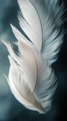 Naklejka premium Soft white feathers floating gracefully against a muted blue background
