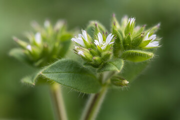 sticky chickweed, clammy mouse-ear chickweed