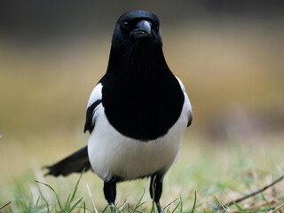 Elster (Pica pica)