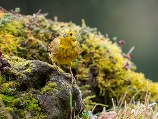 Goldammer (Emberiza citrinella)