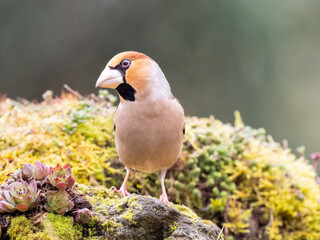 Kernbeißer (Coccothraustes coccothraustes)