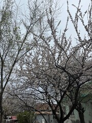 A picturesque scene of a blooming cherry tree against the backdrop of old houses.