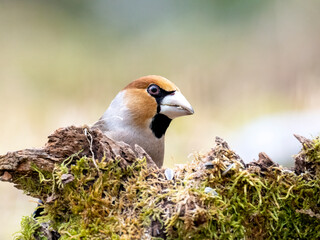 Kernbeißer (Coccothraustes coccothraustes)