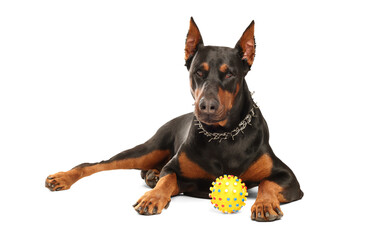 Adorable Doberman with toy on white background. Domestic pet