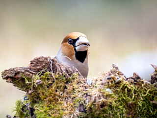 Kernbeißer (Coccothraustes coccothraustes)