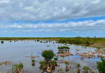 Expansive view of the Ten Thousand Islands marsh trail in Florida, with lush mangroves, open water, and serene wetlands