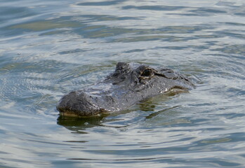 American alligator partially submerged and swimming in calm water