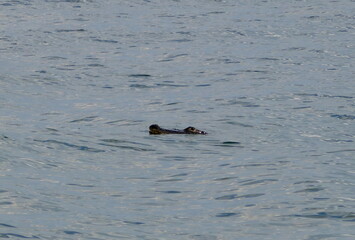 Obraz premium American alligator partially submerged and swimming in calm water