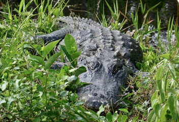 American alligator resting in dense green vegetation near water