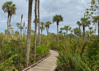 A wooden boardwalk winding through tall palm trees and lush ferns in Collier-Seminole State Park, along Tamiami Trail U.S. Highway 41, Everglades, Florida © PhotosByTIM