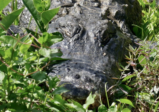 American alligator resting in dense green vegetation near water - Powered by Adobe