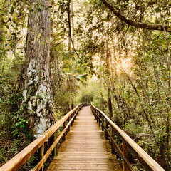 Sunlit wooden boardwalk surrounded by tropical forest