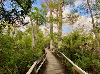 A winding wooden boardwalk through a lush cypress forest in Florida. The vibrant green foliage, towering trees, and peaceful environment showcase the natural beauty of wetlands