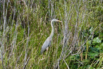 Great blue heron standing in tall grass within a wetland habitat