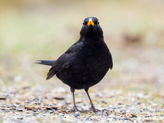 Amsel (Turdus merula)