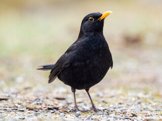 Amsel (Turdus merula)