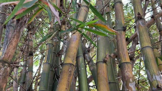 View of green natural bamboo forest grove growth cover the pathway under sunny sunshine day