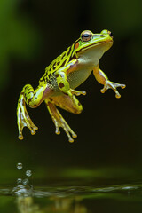 Obraz premium A small green tree frog sitting on a leaf near a pond in a tropical forest